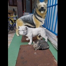 Keinen Respekt vor Hunden